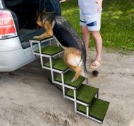 dogstairs.jpg