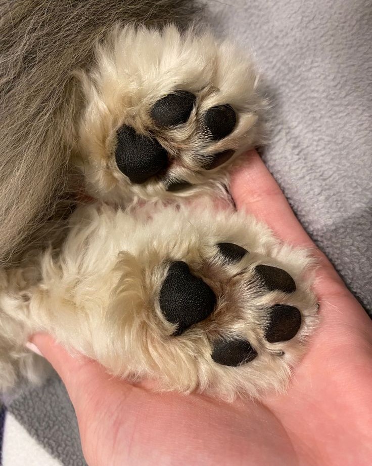 paw.jpg